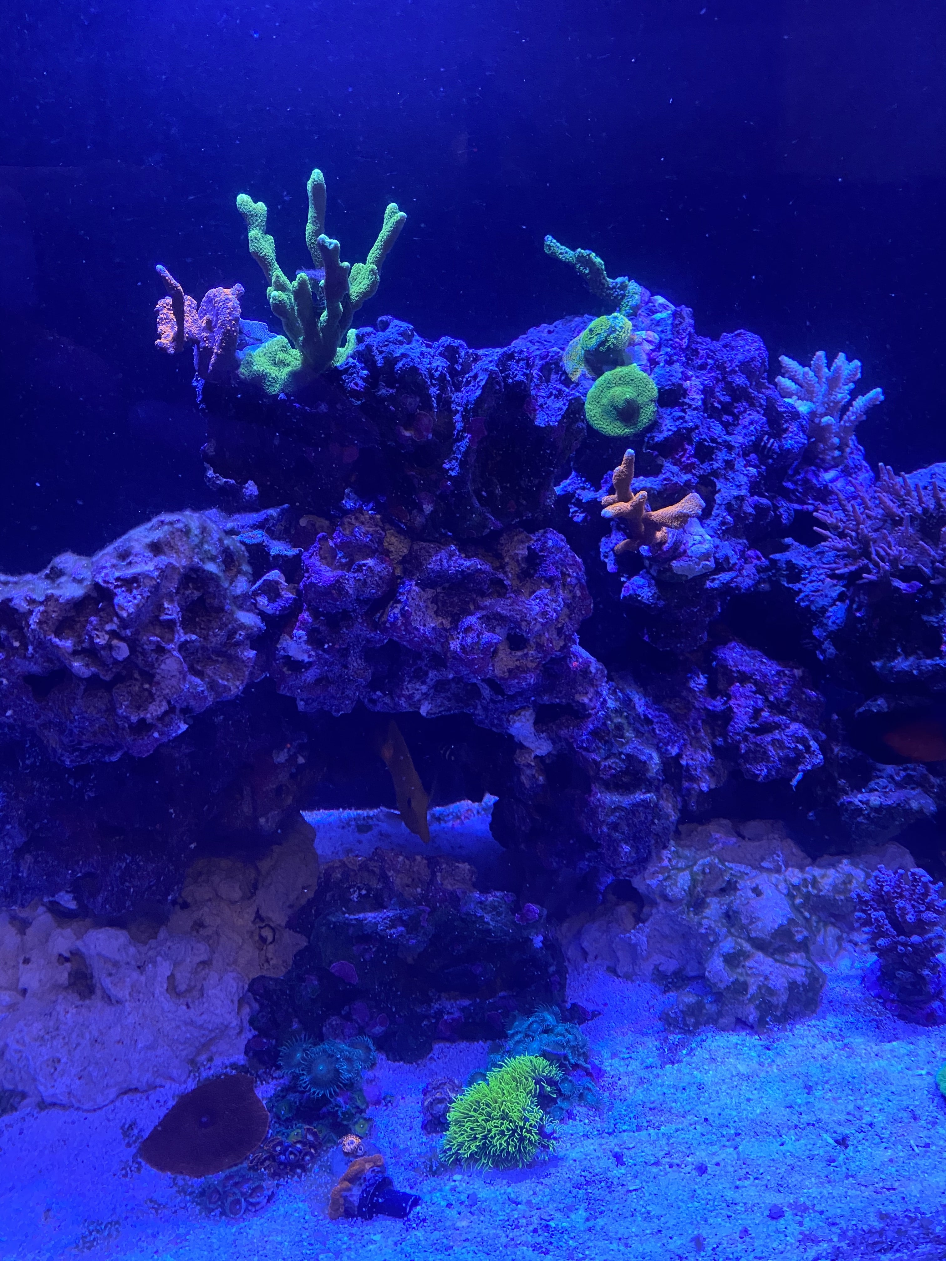 coral growing in aquarium