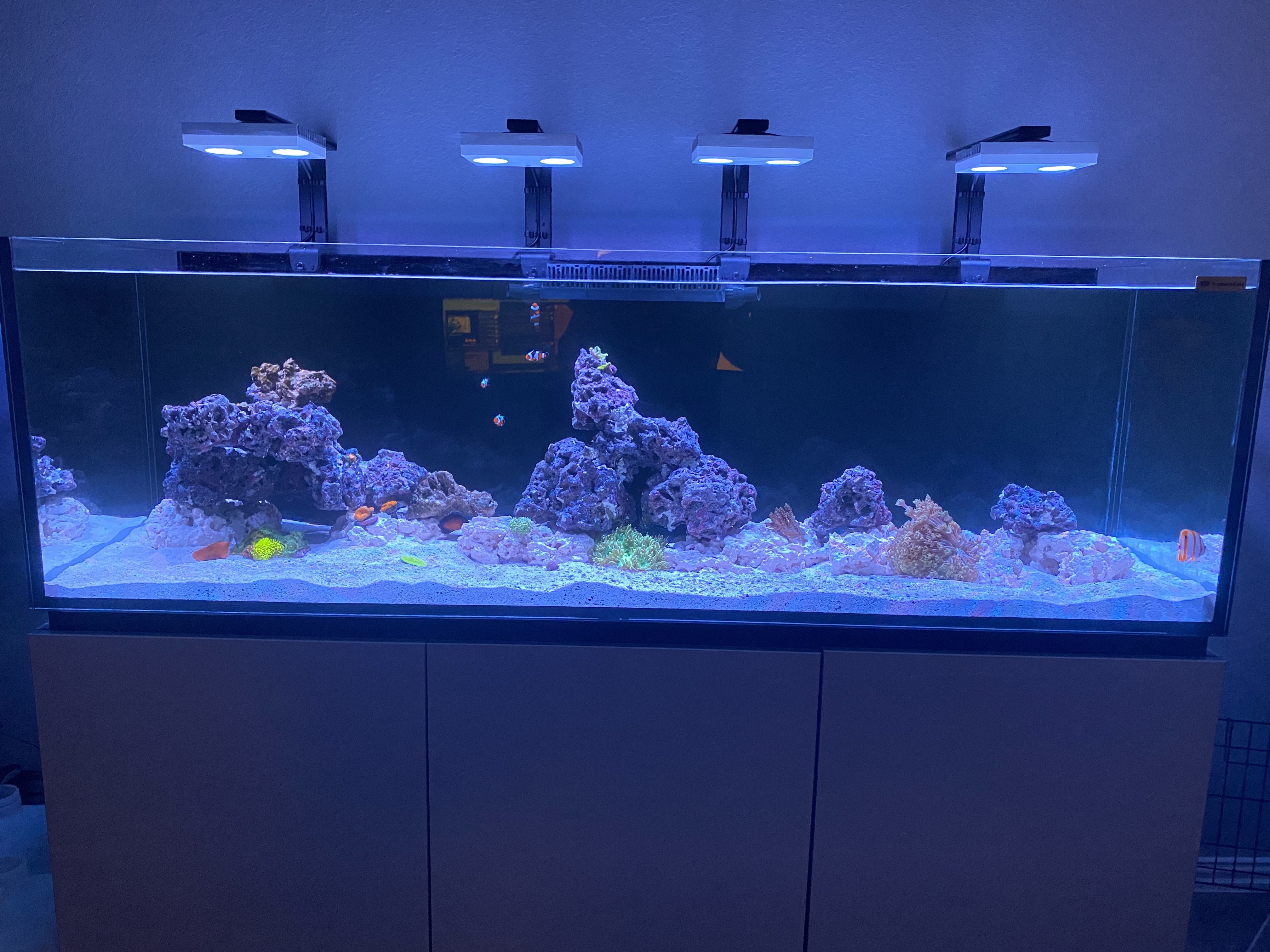 saltwater aquarium
